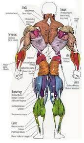 Being aware of the different muscles of the body and their exact location, helps you make your workout more effective and targeted. Major Muscles Of The Body With Their Common Names And Scientific Latin Names Your Job Is To Diagram And La Muscle Anatomy Muscle Body Human Body Anatomy