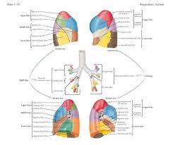 Bronchopulmonary Segments A Bronchopulmonary Segment Is That Portion Of The Lung Supplied By The Primary Branc Bronchopulmonary Segmentation Biology Diagrams