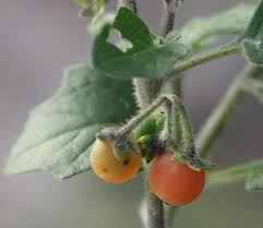 Image result for Solanum villosum