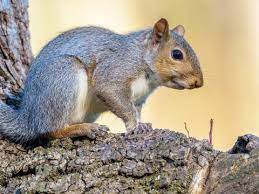 Drive away squirrels by merely placing mothballs beside your plants or in problem areas, such as the attic. A Guide To What Squirrels Eat Lovethegarden