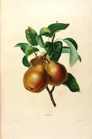 N50 W1150 Botanical Illustration Vintage Botanical Illustration Scientific Illustration
