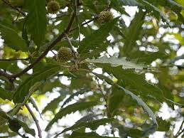 Image result for Necepsia castaneifolia