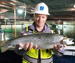 If your local grocer or butcher does not carry atlantic sapphire and you'd like them to, please reach out to us and let us know who they are and. American Salmon Wegmans Bluehouse Grown Atlantic Salmon