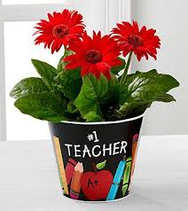Back To School Beauty Gerbera Daisy Plant In 2020 Blooming Plants Wholesale Flowers Gerbera Daisy
