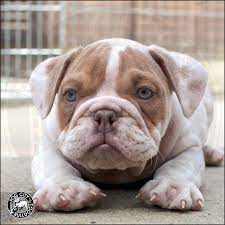 English Bulldog Puppies For Sale In Bay Area In 2021 English Bulldog Puppies Bulldog Puppies Bulldog Puppies For Sale