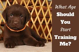 when to start training a lab puppy guide on the best age