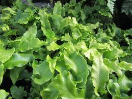 Image result for Asplenium currorii