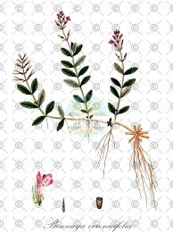 Image result for Linderniella wilmsii