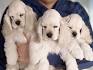 Cocker Spaniel, American For Sale in Virginia - Hoobly ...