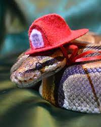 Best Images Photos And Pictures Gallery About Snakes With Hats Snake Babysnake Snakeswithhats Cutesnake Bestpetsna Snakes With Hats Cute Snake Pet Snake
