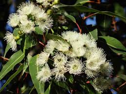 Image result for Eucalyptus