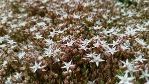 Image result for Sedum album `Coral Carpet`