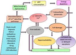 Image result for Status Epilepticus
