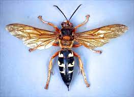 We did not find results for: Cicada Killer Wasps June 26 2013 Texas Insect Identification Tools