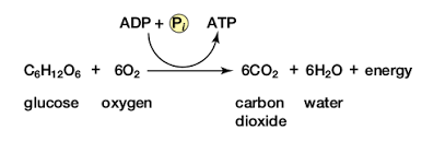 How does cellular respiration happen inside of the cell? 4 Main Steps Of Cellular Respiration Biology