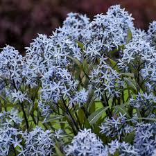 Image result for Tabernaemontana odoratissima