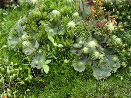 The marchantia thallus shows differentiation into two layers: Marchantia Polymorpha Wikipedia