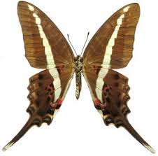 Image result for Sphedamnocarpus angolensis