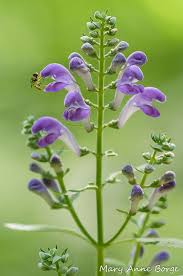Image result for Scutellaria schweinfurthii