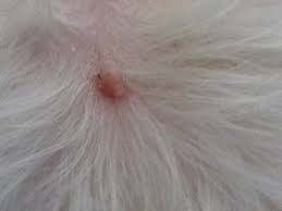 Cystic acne is less noticeable in one day and the cysts gradually clear up over a period of a few days. Benign Sebaceous Gland Tumors Veterinary Partner Vin