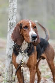 Register as a new user to get your own user profile, personal photos gallery and extras like only showing new messages and privacy features. Ukc Coonhounds Kalamazoo Michigan Pet Service Business Service Facebook
