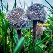 Semilanceata is how the margins of the cap becomes stained dark with released spores as shown in this photo. Magic Mushrooms Guide Where Shrooms Are Legal And How To Take Psilocybin