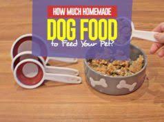 As the dog food market has exploded with healthy and nutritious options in recent years. 11 Best Dog Whisperer Tips From Cesar Millan Top Dog Tips Dog Food Recipes Homemade Dog Food Healthy Dog Food Recipes