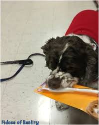 How to brush a dogs teeth that hates being brushed. 10 Tips For Dogs Who Hate Teeth Brushing Fidose Of Reality
