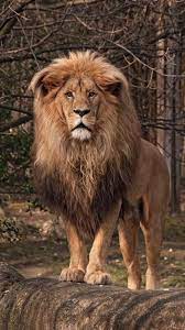 Male Lion Zoo Portrait Malelion Lionmale Lion Lionportrait Lionzoo Zoolion Pantheraleo Majestic Animals Scary Animals Animals Beautiful