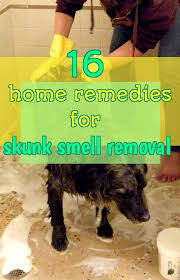 Home Remedy Hacks Skunk Smell Skunk Smell In House Getting Rid Of Skunks