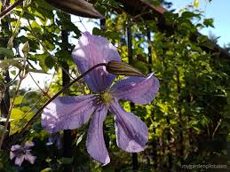 Its ability to climb elements such as fences or walls added to its beautiful flowers have made it very popular in maintain moisture in the soil but without waterlogging. Tips For Growing Clematis How To Care And Prune Clematis