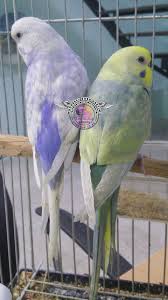 Rainbow Mor Faktor Budgeri Animals Bird Rainbow