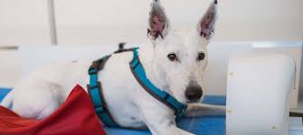 Image result for domestic dog