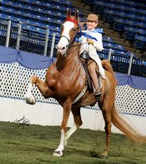 Five Gaited Saddlebred Platinum S New Look American Saddlebred Horses Horse Breeds Saddlebred