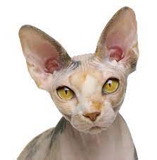 Caring For A Sphynx Cat Cat Breeds Cute Cats Hairless Cat