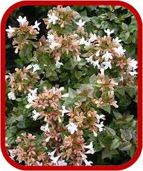 Ciao a tutti, sono nuova di questo forum! Pianta Sempreverde Con Fiori Bianchi