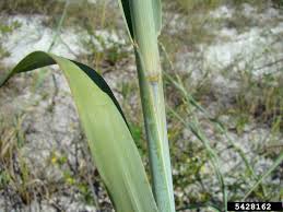 Image result for Panicum comorense