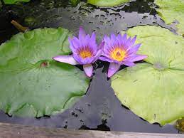 You can cut these down to the ground level to keep your garden looking good during the winter months. Water Garden Pests And Water Lily Diseases Pond Trade Magazine