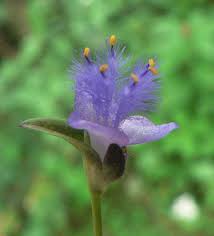 Image result for Cyanotis vaga