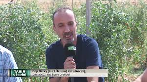 Tarim Vitrini Goji Berry Kurt Uzumu Yetistiriciligi Youtube
