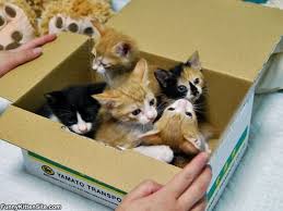 Look What I Brought For Lunch Today Kitkats Cats Cat Having Kittens Crazy Cats