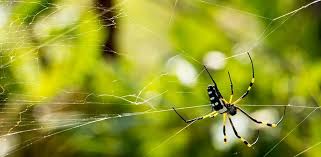 Chiar dacă numărul mare de picioare îi poate face respingători, aceștia au un rol benefic pentru casele în care ajung: Muscatura De Paianjen Preventie Si Tratament Mami Si Copilul