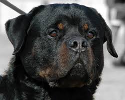 If you have any questions feel free to ask. Von Warterr Rottweilers German Rottweiler Breeder