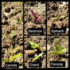 Lettuce Seedling Identification Related Keywords