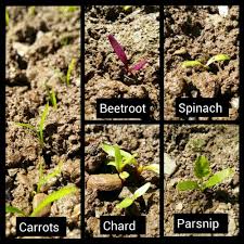 lettuce seedling identification related keywords