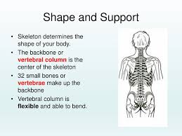 The spine consists of the cervical, thoracic, lumbar and sacral vertebrae and the coccyx. Skeletal System Ppt Download