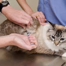 Treatment for diabetes in cats is focused on managing the disease and typically involves daily insulin. Pdf Update On Insulin Treatment For Dogs And Cats Insulin Dosing Pens And More
