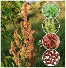 Image result for Rumex crispus