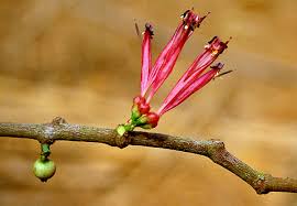 Image result for Tapinanthus