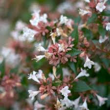Maybe you would like to learn more about one of these? Shrub Gcm Theme Four